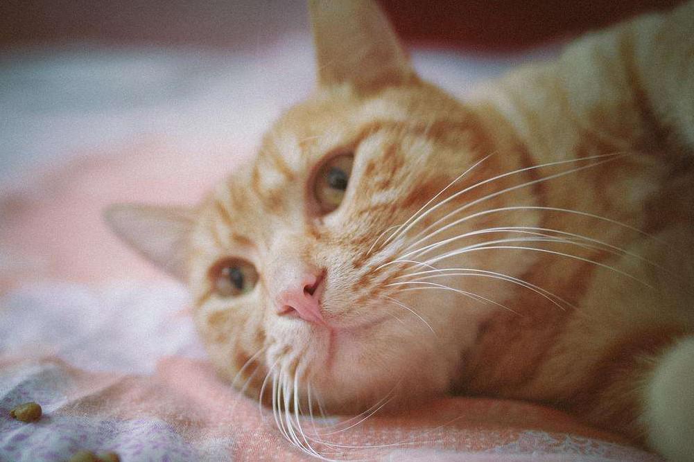 國(guó)產(chǎn)三大安全貓糧品牌及其在食品互聯(lián)網(wǎng)銷售中的特點(diǎn)